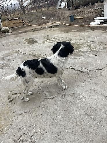 Услуги ветеринара: Собака русский охотничий спаниель, мелкая/средняя, черно-белого окраса — 4