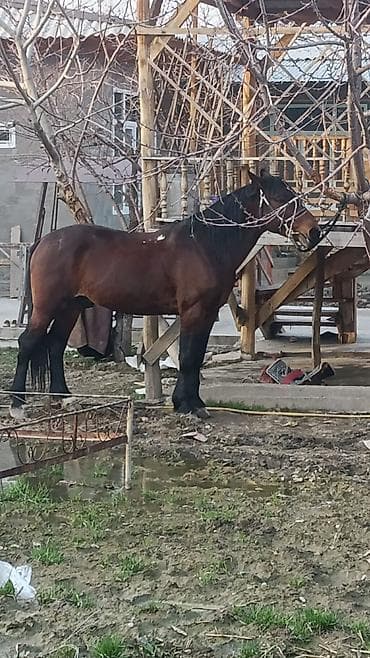 Аквариумдар: Сатам | Байтал | Жумушка — 4