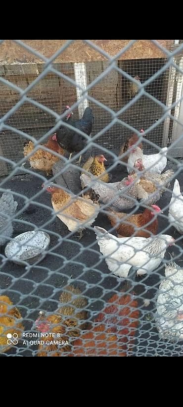 вольер вальер: Продаю | Куры | Домашняя | Для разведения — 2