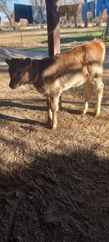 купить собаку чау чау: Продаю | Музоо, торпок | Для молока — 3