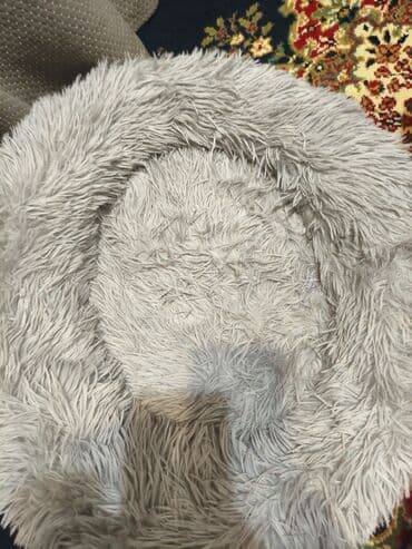 домик для кота: 4 месяца, Мальчик, Приучена к лотку — 3