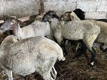 кармушка для овец: Продаю | Овца (самка), Ягненок, Баран (самец) — 6