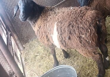 мопс щенок: Продаю | Овца (самка) | Для разведения — 1