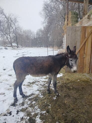 Осел гулук хороший