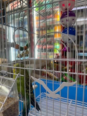 голуби птицы животные: Продаются два попугая 🦜🦜 Продаём двух домашних попугаев. Птицы — 3