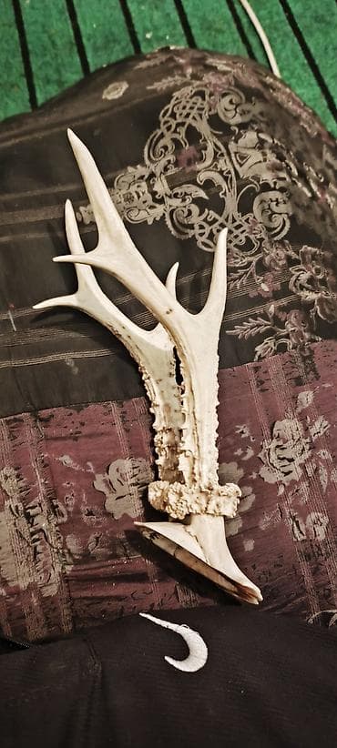 черные часы: Рога косули (Capreolus capreolus) на части черепа, трофейная пара — 2