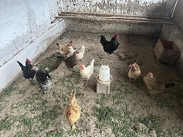 кукуруза буденовка: Продаю | Куры | Домашняя | Несушки — 8