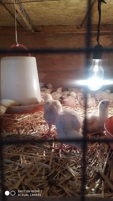 баранина туша цена: Продаю | Цыплята | Бройлерная | На забой — 6