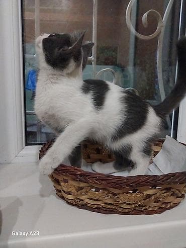 Отдам даром кошку: Котёнок тигрового окраса девочка. Белый с серым мальчик, отдам в — 8
