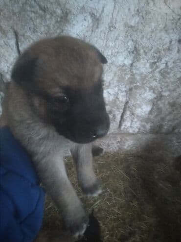 большие собаки: Бельгийская овчарка, 1 месяц, Самец, С прививкой — 8
