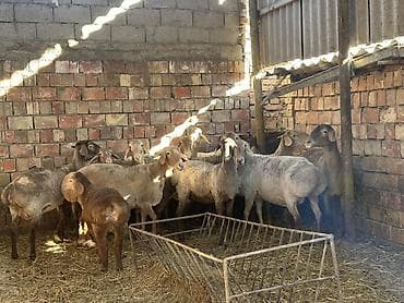 Продаю | Овца (самка) | Меринос | Для разведения | Ярка