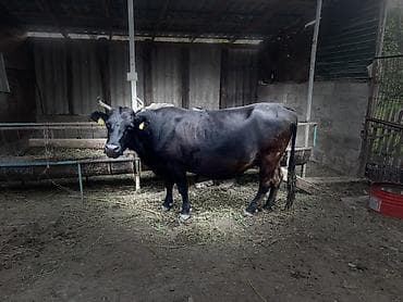 чика тай: Продаю | Корова (самка) | Для молока — 4