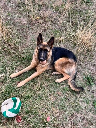 Вязка собак: Немецкая овчарка Имеются документы родословная привита,отглистованна — 2