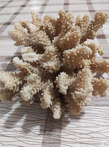 средство для роста бороды бишкек: Продам вот этот карал,кто заинтересован пишите, звоните отдам не — 1