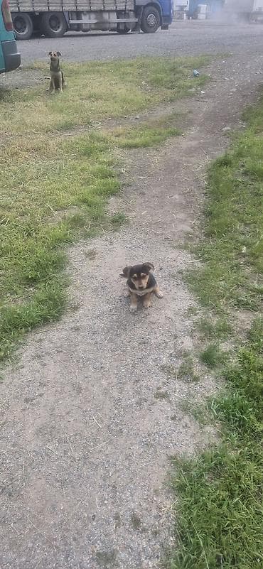 доберман фото щенки цена: Щенки метисы (похожие на овчаристых) — окрас черный с подпалом — 2
