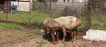 лягушки живые: Продаю | Ягненок | Для разведения | Племенные — 7