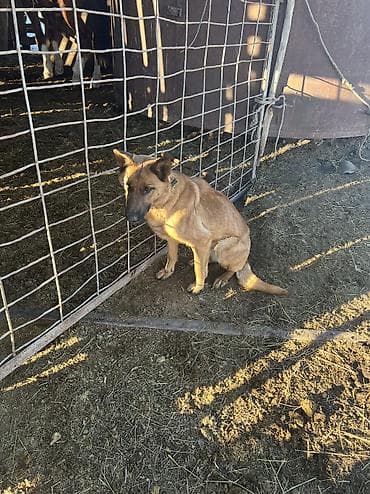 Кошки: Бельгийская овчарка, 1 год, Самка — 1