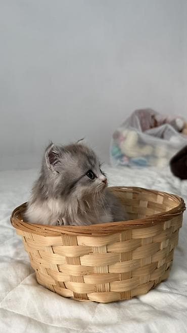 продам котят шотландских: Продаются пушистые шотландские котята, длинношерстные, окрасы: серый — 8