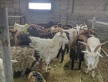 мастит: Продаю | Коза (самка) — 1