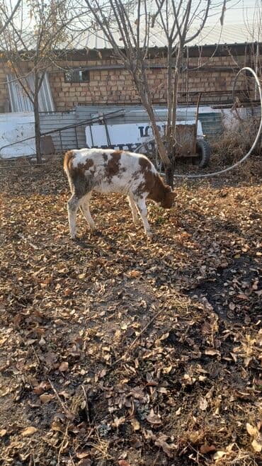 племенные коровы молочные купить: Продаю | Музоо, торпок | Для разведения, Для молока — 6