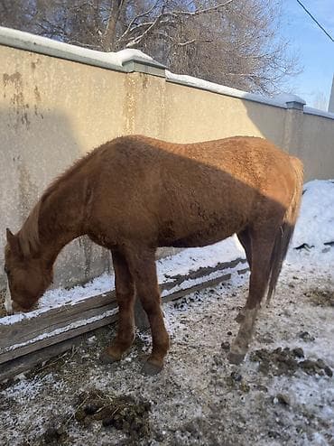 седло для лошади: Продаю | Конь (самец) | Полукровка | Рабочий — 6