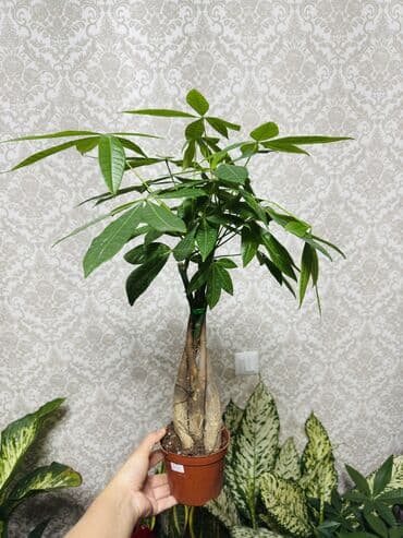 бонсай дерево бишкек: Пахира 500-600-900(дерево денег, Pachira aquatica) в декоративном — 3