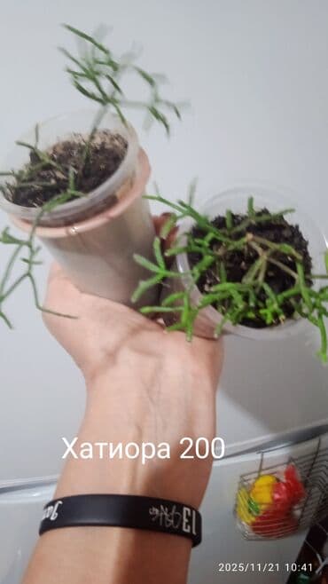 саженцы банана: Комнатные, Сингониумы, спатифиллум, Филодендрон,монстера Альба — 14