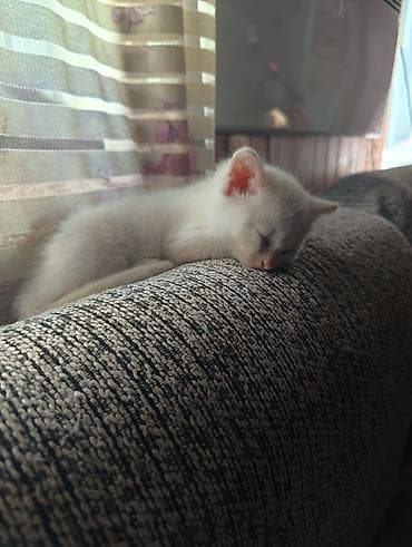 кошка домашный: Белый котёнок, девочка короткошёрстный, домашний. Особенности: - — 1