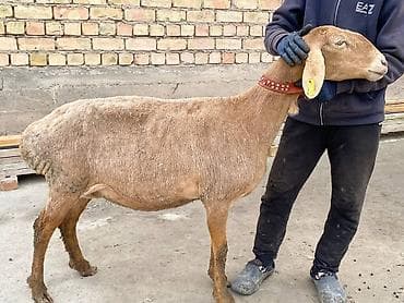 арашае: Продаю | Баран (самец) | Арашан | Для разведения | Матка — 1