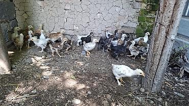 Продаю | Цыплята | Домашняя | Для разведения at lalafo.kg Продаю | Цыплята | Домашняя | Для разведения