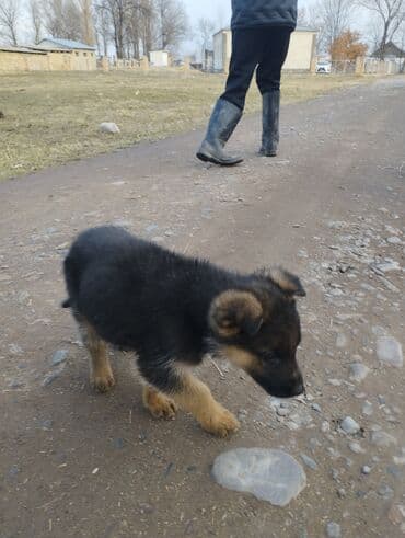 Ит кууту: Лайка, 2 айлык, Ургаачы — 1