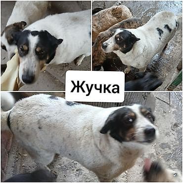 Ит бекер берем: Ищу новых хозяев для своих собак!БИШКЕК, район Рабочего Городка (ниже — 8
