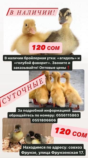 корм для собак бишкек цена: Бройлерные утята пород «Агидель» и «Голубой фаворит». Суточные — 1