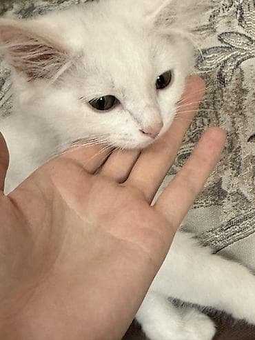 Мышыктар: Ангор, 3 айлык, Эркек, Ак, Лотокко барууга үйрөтүлгөн, Курттардан тазаланган, Документтери менен — 3