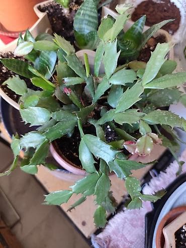 декабрист цветок цена: Алоэ Вера детки и алоэ столетник, для красоты, для лечения — 8