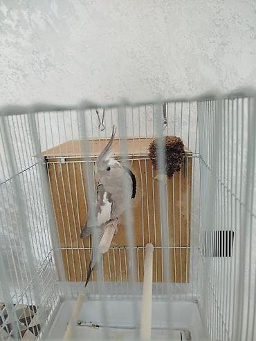 купить говорящий попугай: Продам попугая, самка.Без клетки — 6