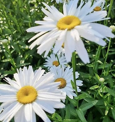 кливия цветок: Ромашка садовая (нивяник, Leucanthemum) — набор делёнок/черенков для — 3