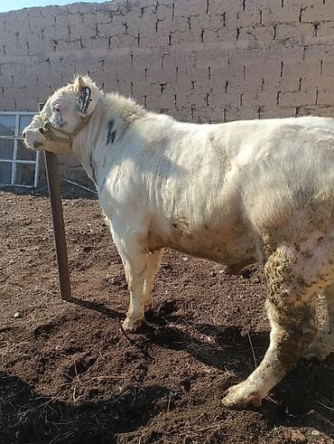 на племя: Продаю | Бык (самец) | Швицкая, Бельгийская | На откорм, Для разведения | Племенные, Осеменитель, Искусственник — 1