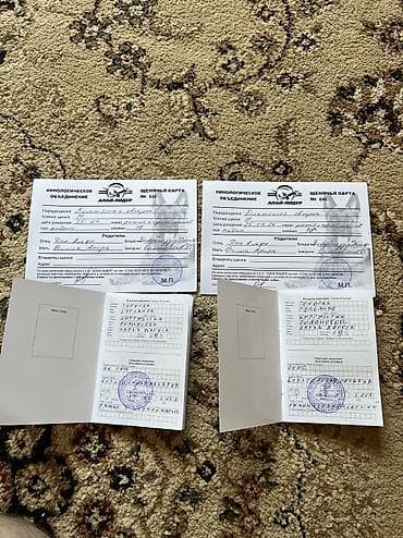 Үй жаныбарлары: Бельгия овчаркасы, 3 айлык, Эркек — 4
