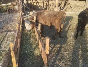 рынок собак в бишкеке: Продаю | Бык (самец), Музоо, торпок — 3