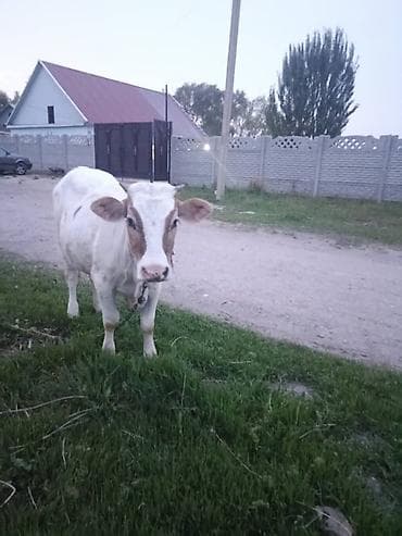 купить рыбу клоуна: Продаю | Тёлка | Для разведения | Нетель — 4