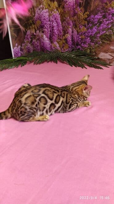 новорожденные котята: Красивейшие Бенгальские котята 3мес девочки и мальчики. Проф питомник — 3