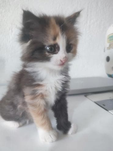 один мальчик и два котёнка: Отдам даром двух котят полтора месяца. Пушистые длинношёрстные — 7