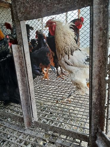 уй боос: Продаю | Куры | Для разведения — 1