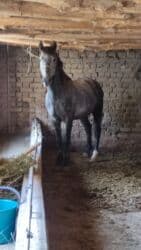 показы 1 354 72 договорная кошка даром британская короткошёрстная 1 год мальчик метис 2 позвонить написать: Продаю | Конь (самец) | Конный спорт — 2