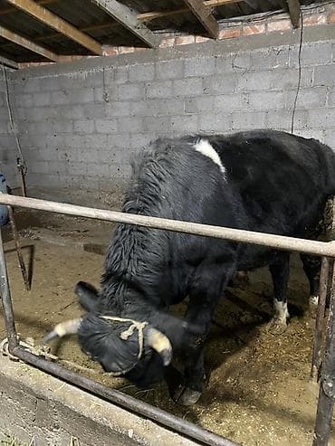 С/х животные и товары: Продаю | Бык (самец) | На откорм — 4