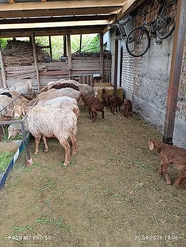 живой вес: Продаю | Овца (самка) | Арашан | Для разведения | Матка — 7