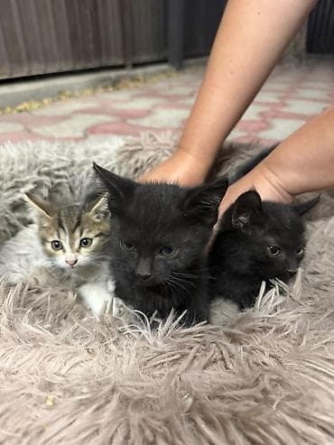 Үй жаныбарлары: Котята,отдам даром в хорошие руки — 1