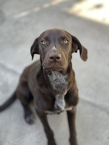 купить собаку кане корсо: Метис крупной породы (кобель) Мать Коне Корсо ( на 3 й фото), отец — 5