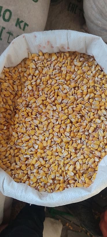 кукуруза батва: Кукруза 2 тонны мешками продаю — 1